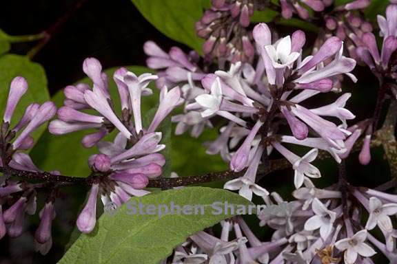 syringia pubescens ssp patula 1 graphic